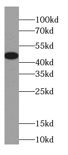 Connexin-46 antibody