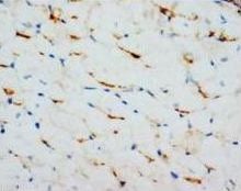 Anti-Connexin 43/GJA1 Antibody
