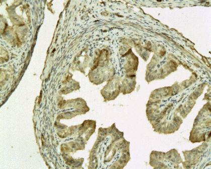 Connexin 26 antibody