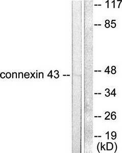 Connexin 43 antibody