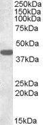 Goat anti-Connexin 43 / GJA1 Antibody