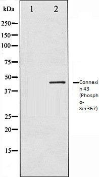 Connexin 43 (Phospho-Ser367) antibody