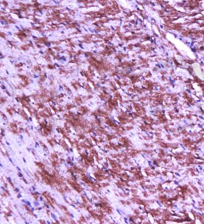 Connexin-45 Rabbit Polyclonal Antibody