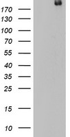 Contactin 3 (CNTN3) antibody