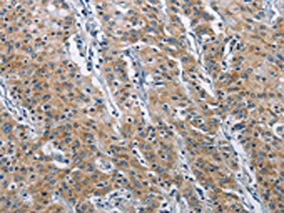 COPB1 Antibody