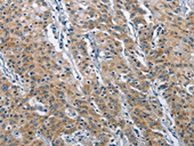 COPB1 antibody