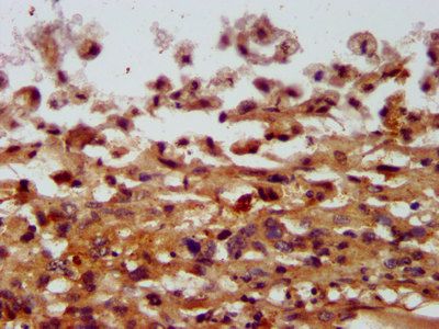 COPG2 Antibody