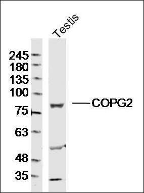 COPG2 Rabbit Polyclonal Antibody