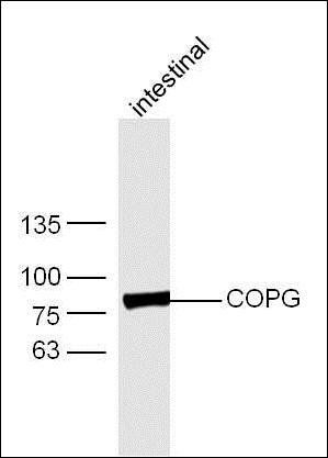 COPG antibody