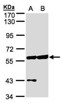 Copine-3 antibody