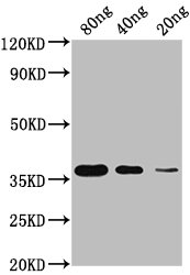 Copper-metallothionein Antibody