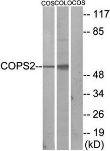 COPS2 antibody