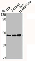 COPS3 Antibody
