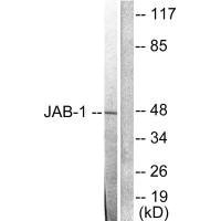 COPS3 antibody