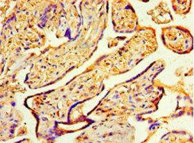 COPS7A Antibody