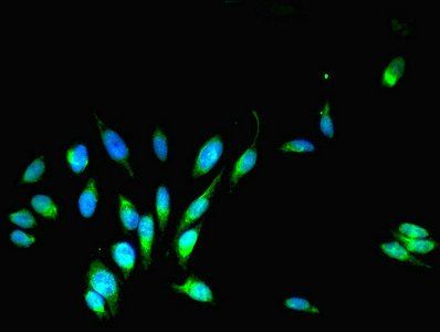 COPS7A Antibody