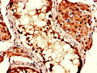 COPS7B Antibody