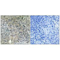 COPZ1 Antibody