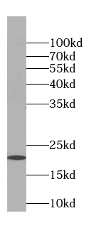COQ10A antibody