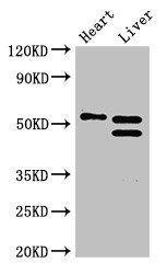 COQ6 antibody