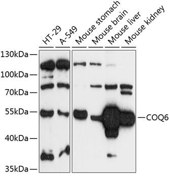 COQ6 antibody