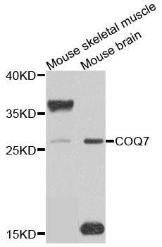 COQ7 antibody