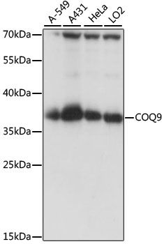 COQ9 antibody