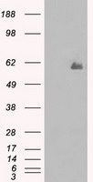 CoREST (RCOR1) antibody