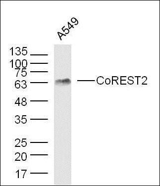 CoREST2 antibody