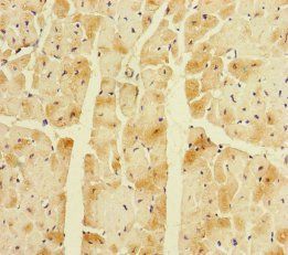 CORIN Antibody