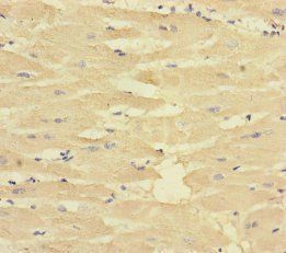 CORIN Antibody