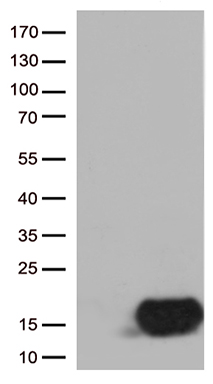 Cornulin (CRNN) antibody