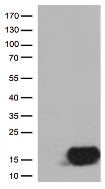 Cornulin Antibody