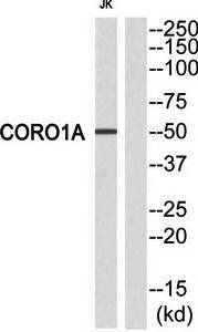 CORO1A antibody
