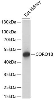 CORO1B antibody