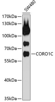 CORO1C antibody