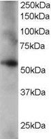 Goat anti-Coronin 3 / coronin 1C Antibody