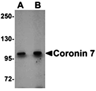 Coronin 7 Antibody