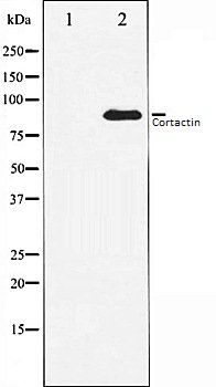 Cortactin antibody
