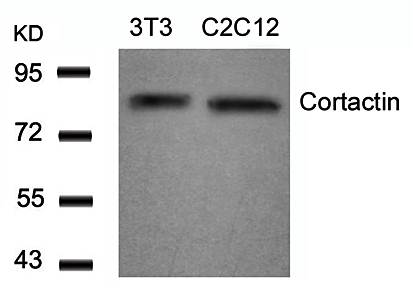 Cortactin (Ab-466) Antibody