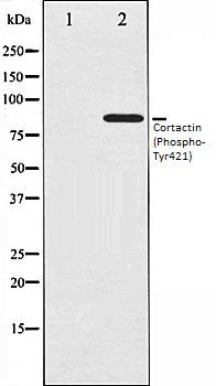 Cortactin (Phospho-Tyr421) antibody