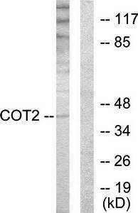 COT2 antibody