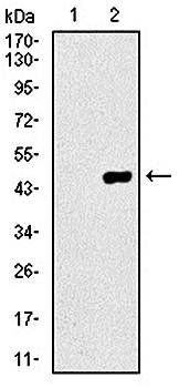 COTL1 Antibody