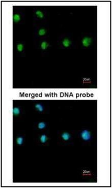 COUP TF1 Rabbit Polyclonal Antibody