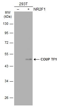 COUP TF1 Rabbit Polyclonal Antibody