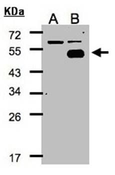 COUP-TFI antibody