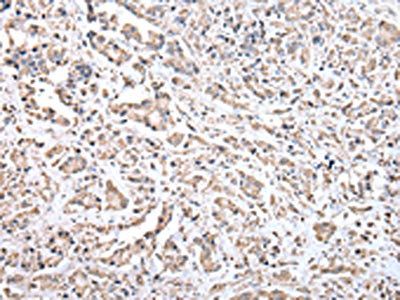 COX4I1 Antibody