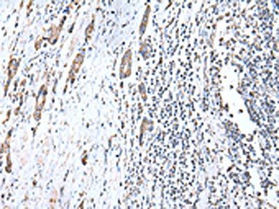 COX4I1 Antibody