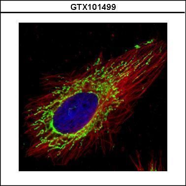 COX4 antibody