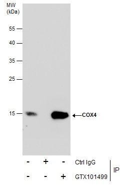 COX4 Rabbit Polyclonal Antibody